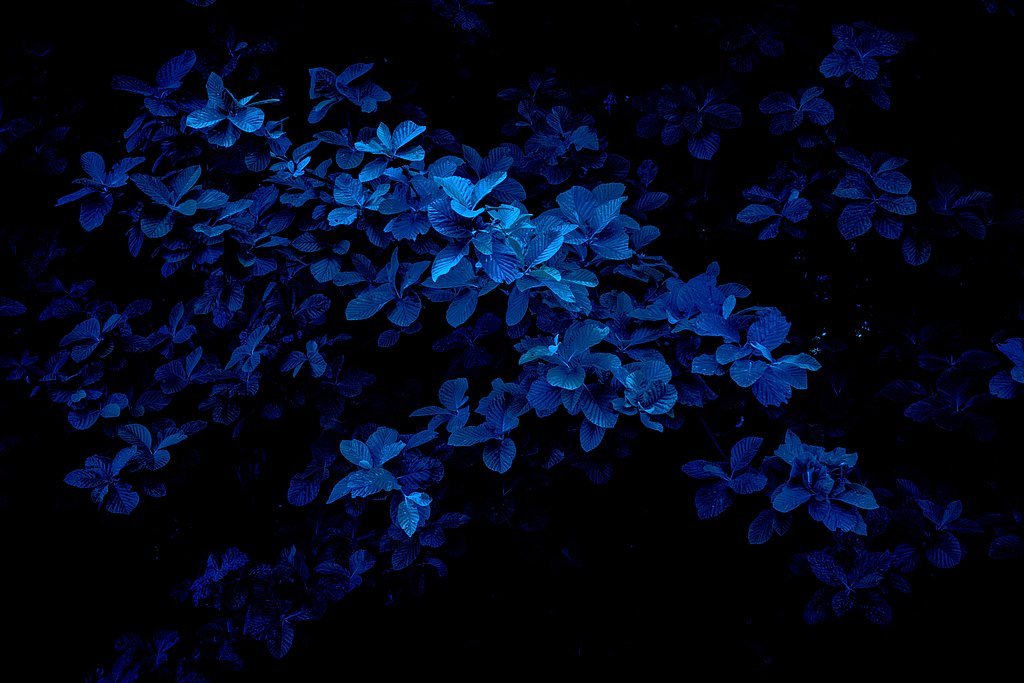 Blaue Blätter